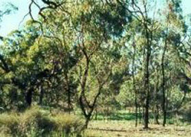 Pine View VIC Accommodation Resorts