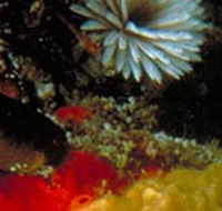 Point Cooke Marine Sanctuary - Accommodation Resorts