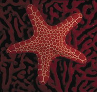 Port Phillip Heads Marine National Park - Accommodation Resorts