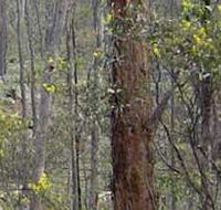 Heathcote-Graytown National Park - Accommodation Resorts