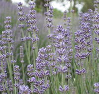 Warratina Lavender Farm - Accommodation Resorts
