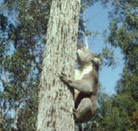 Creswick Regional Park - Accommodation Resorts