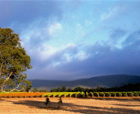 Mount Avoca - Accommodation Resorts 0