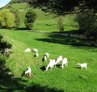 Goats of Gaia Soap - Accommodation Resorts