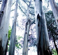 Dandenong Ranges National Park - Accommodation Resorts
