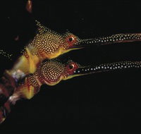 Eagle Rock Marine Sanctuary - Accommodation Resorts