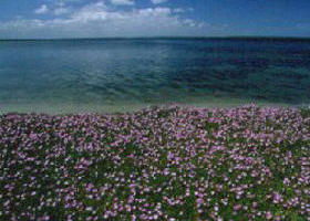 Montgomery VIC Accommodation Resorts