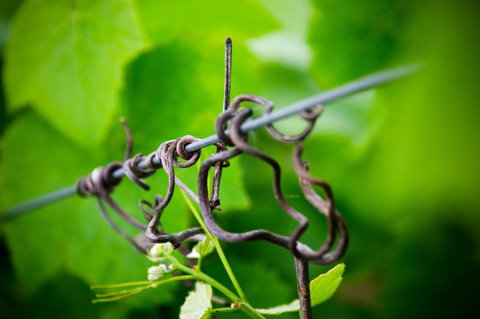 Dromana Estate - Accommodation Resorts 3