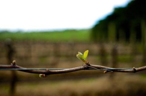 Dromana Estate - Accommodation Resorts 5