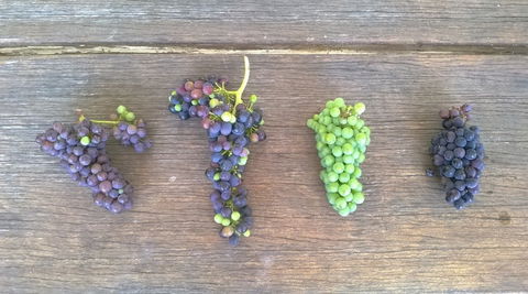 Dromana Estate - Accommodation Resorts 8