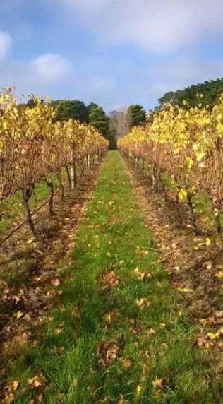 Dromana Estate - Accommodation Resorts 11