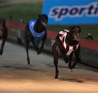 Dapto Dogs - Accommodation Resorts