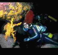 Solitary Islands Marine Park - Accommodation Resorts