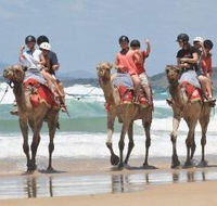 Camel Rides with Coffs Coast Camels - Accommodation Resorts