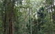 Bongil Bongil National Park - thumb 0
