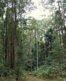 Bongil Bongil National Park - Accommodation Resorts 0