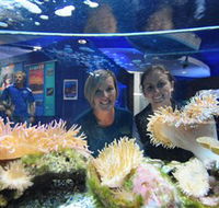 Solitary Islands Aquarium - Accommodation Resorts