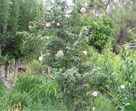 Tombstone Estate Vineyard - Accommodation Resorts 0