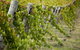 Moothi Estate Vineyard And Cellar Door - thumb 1
