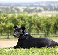 Moothi Estate Vineyard and Cellar Door - Accommodation Resorts