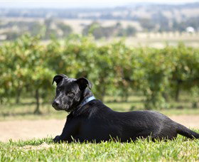 Moothi Estate Vineyard And Cellar Door - Accommodation Resorts 0