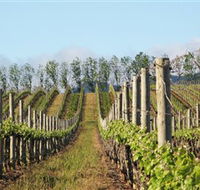 Philip Shaw Wines - Accommodation Resorts