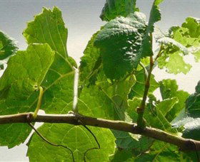 Angullong Wines - Accommodation Resorts 1