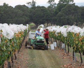 Razorback Ridge Wines - Accommodation Resorts 7