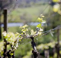 Stonier Wines - Accommodation Resorts