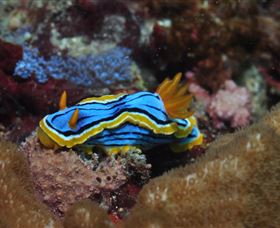 Coral Gardens Dive Site Mooloolaba - Accommodation Resorts 1