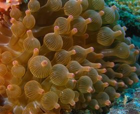 Coral Gardens Dive Site Mooloolaba - Accommodation Resorts 0