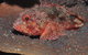 Coral Gardens Dive Site Mooloolaba - thumb 2