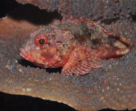 Coral Gardens Dive Site Mooloolaba - Accommodation Resorts 2