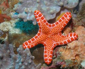 Coral Gardens Dive Site Mooloolaba - Accommodation Resorts 3