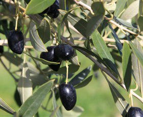 Wymah Organic Olives And Lambs - Accommodation Resorts 2