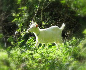 Karmic Goat Soapworks - Accommodation Resorts 1