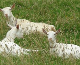 Karmic Goat Soapworks - Accommodation Resorts 6