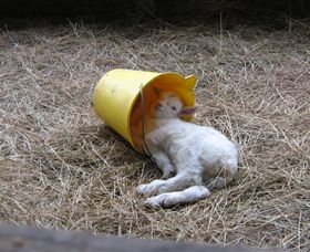 Karmic Goat Soapworks - Accommodation Resorts 7