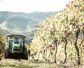 Logan Wines - Accommodation Resorts 5