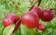 Rayner's Orchard - thumb 2