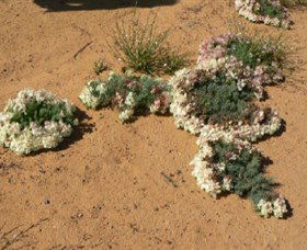 Coorow WA Accommodation Resorts