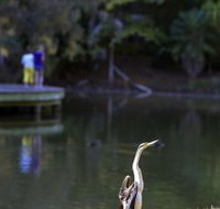 Birdwatching in the South Burnett - Accommodation Resorts