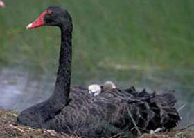 Accommodation Resorts