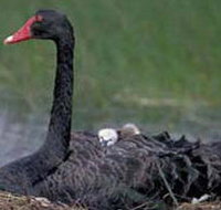 French Island Marine National Park - Accommodation Resorts