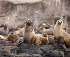 Phillip Island Nature Parks - Accommodation Resorts 1