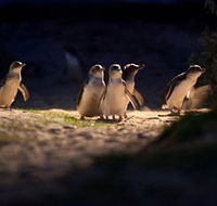 Phillip Island Nature Parks - Accommodation Resorts
