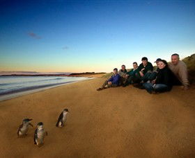Phillip Island Nature Parks - Accommodation Resorts 7