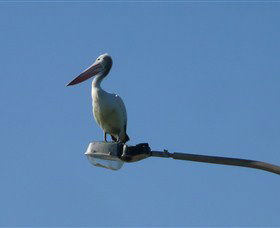 Bailey's Sydney - Tours For People Who Don't Like Tours - Accommodation Resorts 3