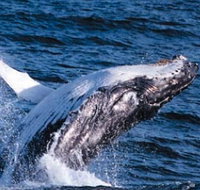 Sydney Eco Whale Watching - Accommodation Resorts