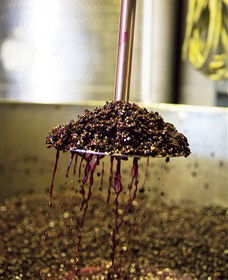 Quealy Winemakers - Accommodation Resorts 6